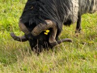 Schöne Hörner  iPhone 17 Pro Max   - 09.11.2025 -