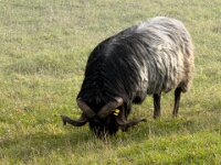 er ist der Boss  iPhone 17 Pro Max   - 09.11.2025 -