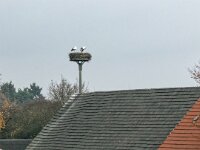 Die Überwinterer  iPhone 17 Pro Max   - 09.11.2025 -