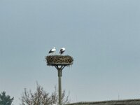 Seit Jahren bleiben sie hier  iPhone 17 Pro Max   - 09.11.2025 -