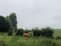 Die Kuh am Deich  iPhone 8 plus  - 06.Juni 2021 -