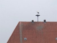 Ein Storch auf dem Dach  iPhone 8 plus  - 06.Juni 2021 -
