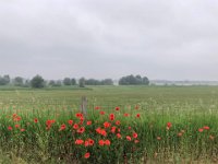 Rheinvorland und Mohnblumen auf dem Deich  iPhone 8 plus  - 06.Juni 2021 -