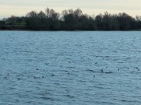 Enten im See  iPhone 13 Pro Max  - 30.12.2022 -
