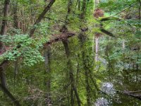 Waldspiegelung im Rotbach  iPhone 13 Pro Max  - 23.09.2022 -