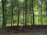 Wald im Morgenlicht  iPhone 13 Pro Max  - 18.07.2025 -