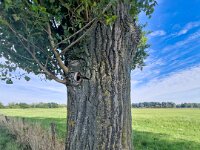 Der letzte Baum an der Weide  iPhone 13 Pro Max  - 18.07.2025 -