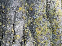 Flechten am Baumstamm  iPhone 13 Pro Max  - 18.07.2025 -