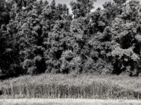 Schilf am Waldrand  iPhone 13 Pro Max  - 15.07.2025 -