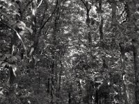 Licht und Schatten  iPhone 13 Pro Max  - 15.07.2025 -