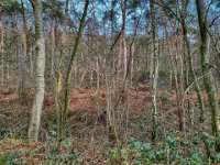 Ruhe im Wald  iPhone 13 Pro Max  - 10.01.2023 - : Bäume, Die Hees, Winter