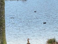 Gans und Blesshühner  iPhone 13 Pro Max  - 10.01.2023 - : Xantener Nordsee, Wildgans