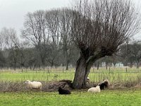 Völlig entspannt  iPhone 13 Pro Max  - 24.12..2022 - : Landschaft, Baum, Weide, Schafe
