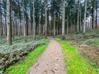 Waldweg  iPhone 13 Pro Max  - 24.12..2022 - : Bäume, Waldweg, Die Hees, Fichten, Wald
