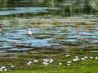 Storch und Möwen