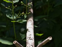 Gartenstillleben  iPhone 8 Plus  - 01.Juni 2020 - : Japanischer Staudknöterich, Stillleben, Garten Erlenstraße, Ast