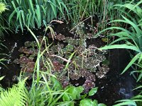 Gartenteich mit Blütenblätter  iPhone 8 Plus  - 09.Mai 2019 : Blütenblätter, Farn, Garten Erlenstraße, Hechtkraut, Schwertlilien, Seerosen, Teich, Teichsteg