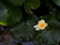 Seerose  iPhone 8 Plus  - 26.Juni 2020 - : Blüten, Garten Erlenstraße, Seerosen