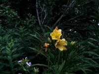 Taglilie und Seifenblume  iPhone 8 Plus  -  09.07.2020 - : Blüten, Taglilie, Garten Erlenstraße