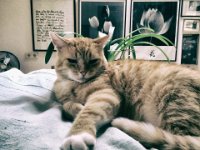 Rota, der Kater  iPhone 5S, garfisch, analog Bearbeitung - 24.07.2016 - : Bilder, Bilderwand, Futon, Kater, Katze, Katzen, Rota, Wohnung