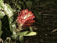 Blüte  iPhone 5S, cross - Farb Bearbeitung - 28.08.2016 - : Blüte, Garten Erlenstraße, Sukulente