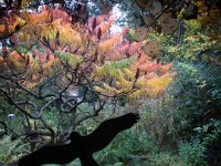 Blick in den Herbstgarten  iPhone 5s, Bearbeitung als retro-analog Color - 03.11.2016 - : Essigbaum, Fenster Ausblick, Garten Erlenstraße, Herbst, Schattenvogel