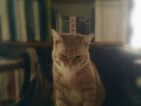 Rota  iPhone 5s, Bearbeitung analog "blur Vignette" - 08.11.2016 - : Bücher, Kater, Katze, Katzen, Rota, Wohnraum, Wohnung