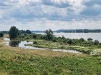Flusslandschaft mit Störchen  iPhone 8 Plus  -  12.07.2021 -