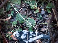 Amsel Mutant im Garten  iPhone 13 Pro Max  - 20.12.2021 -