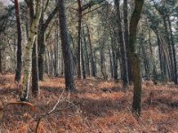 Wald aus Birken und Kiefern  iPhone 13 Pro Max  - 14.03..2022 -
