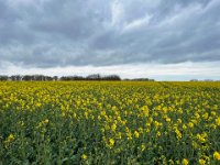 Rapsfeld auf dem Fürstenberg  iPhone 13 Pro Max  - 06.04.2022 -