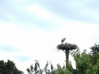 Storch mit Nachwuchs  iPhone 13 Pro Max  - 08.06.2022 -