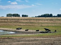 Wasserbüffel auf der Bislicher Insel  iPhone 13 Pro Max  - 24.08.2022 -