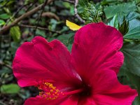 Hibiskusblüte  iPhone 13 Pro Max  - 01.09.2022 -