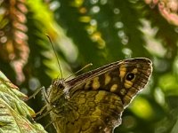 Schmetterling auf dem Farn  iPhone 13 Pro Max  - 06.09.2022 -
