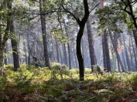 Morgenlicht im Wald  iPhone 13 Pro Max  - 03.10.2022 -