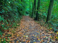 Waldweg im Herbst  iPhone 13 Pro Max  - 15.10.2022 -