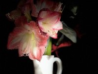 Amaryllis  iPhone 13 Pro Max  - 13.1.2022 -