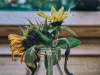 Stillleben Sonnenblume  iPhone 13 Pro Max  - 14.10.2023 -