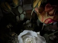 Rosenblüte  iPhone 13 Pro Max  - 26.01.2023 -