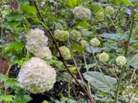 Schneeball im Garten  iPhone 13 Pro Max  - 10.05.2023 -