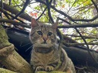 Kater Mito  iPhone 13 Pro Max  - 12.04.2023 -
