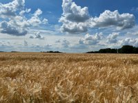 Gerstenfeld und Wolken  iPhone 13 Pro Max  - 27.06.2023 -