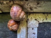 Verletzte Schnecken  iPhone 13 Pro Max  - 19.07.2023 - : Schnecken, Fahrradschuppen