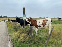 Beobachter  iPhone 13 Pro Max  - 23.07.2023 - : Kühe, Weide, Bislicher Insel