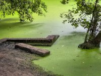 Waldteich  iPhone 13 Pro Max  - 23.07.2023 -