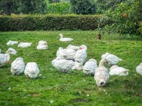 Gänse im Garten  iPhone 13 Pro Max  - 30.07.2023 -
