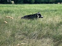 Schwarz weiß im Weidegras  iPhone 13 Pro Max  - 04.08.2023 - : Kuh, Weide