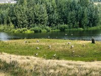 Störche im Lippe Naturschutzgebiet  iPhone 13 Pro Max  - 04.08.2023 - : Störche, Gänse, Lippemündung Naturschutz Gebiet