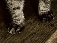 Tatzen  iPhone 13 Pro Max  - 05.08.2023 - : Alice, Pfoten, Katze